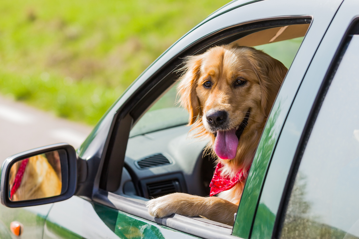 Pet Safety Vehicle Guidelines for Summer