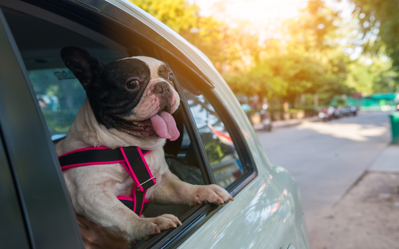 Tips For Traveling With Your Pet